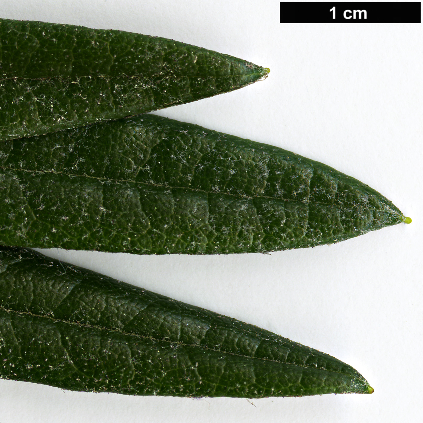 High resolution image: Family: Ericaceae - Genus: Rhododendron - Taxon: roxieanum - SpeciesSub: var. oreonastes